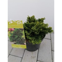 Cypruštek tupolistý - Chamaecyparis obtusa 'Nana Gracilis'  15/20  Co2L