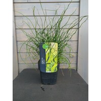 Sitina rozložitá Spiralis - Juncus effusus Spiralis K2