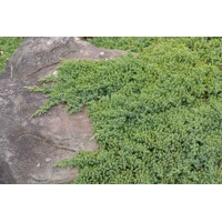 Kompaktný a hustý habitus borievky Juniperus procumbens 'Nana' v skalke