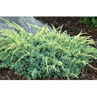 Borievka Šupinatá - Juniperus squamata ´Holger´ 15/20 Co2,5L