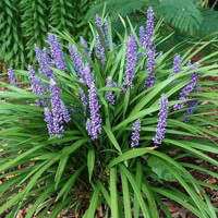 Liriope muscari Royal Purple Co14 15-20