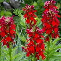 Lobelia fulgens P9