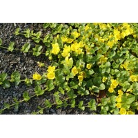 Čerkáč peniažtekový - Lysimachia nummularia P9