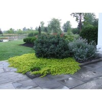 Čerkáč peniažtekový - Lysimachia nummularia P9