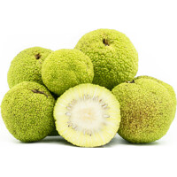 Maklúra pomarančová - Maclura pomifera - 40+cm
