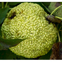 Maklúra pomarančová - Maclura pomifera - 40+cm