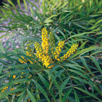 Mahónia tenkolistá - Mahonia eurybracteata ´Soft Caress´ - 20/30cm