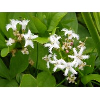 Vachta trojlistá - Menyanthes trifoliata