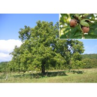 Orech vlašský - Juglans regia ´Seifersdorf´ 150/175