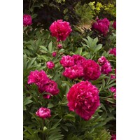 Pivonka čínska - Paeonia lactiflora 'Kansas'  P14