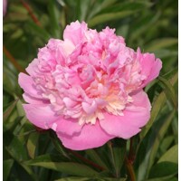 Pivonka čínska - Paeonia lactiflora Sorbet