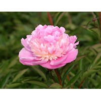 Pivonka čínska - Paeonia lactiflora Sorbet