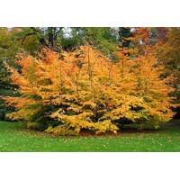 Parrotia persica Co10L  100/125