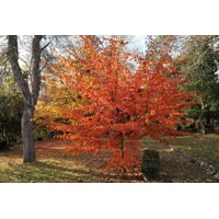 Parrotia persica Co10L  100/125