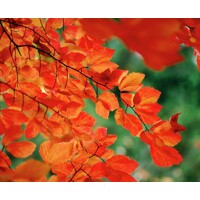 Parrotia persica Co10L  100/125