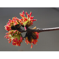 Parrotia persica Co10L  100/125
