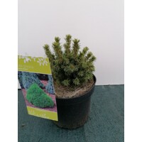 Smrek biely - Picea glauca albertiana 'Alberta Globe'  Co2.5L  20/25