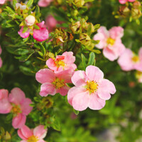 Nátržník - Potentilla fruticosa ´Pink Queen´ Co1,5L