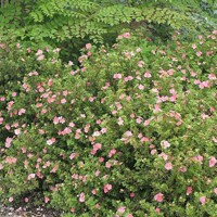 Nátržník - Potentilla fruticosa ´Pink Queen´ Co1,5L