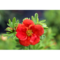 Nátržník - Potentilla fruticosa ´Red Ace´ Co2,5L 20/30