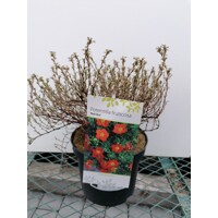 Nátržník - Potentilla fruticosa ´Red Ace´ Co2,5L 20/30