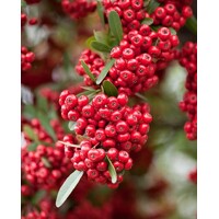 Hlohyňa šarlátová - Pyracantha coccinea ´Red Column´ Co2L 40+