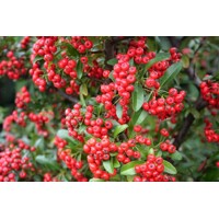 Hlohyňa šarlátová - Pyracantha coccinea ´Red Column´ Co2L 40+