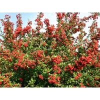 Hlohyňa šarlátová - Pyracantha coccinea ´Red Column´ Co2L 40+