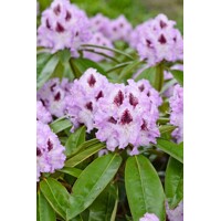 Rododendrón - Rhododendron 'Midnight Mystique' 30/40
