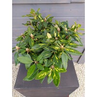 Rododendrón - Rhododendron 'Goldflimmer'  30/40