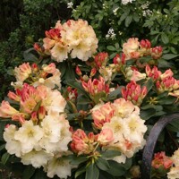 Rododendrón - Rhododendron ´Rocket´ Co7,5L 40/50
