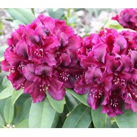 Rododendrón - Rhododendron 'Midnight Mystique' 30/40
