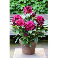 Rododendrón - Rhododendron 'Midnight Mystique' 30/40