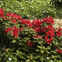 Rododendrón - Rhododendron ´Scarlet Wonder´ Co2,5L 20/30