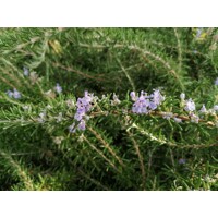 Rozmarín - Rosmarinus officinalis 'Repens' P14