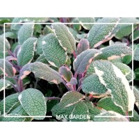 Salvia officinalis ´Tricolor´  P14