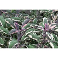 Salvia officinalis ´Tricolor´  P14