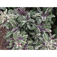 Salvia officinalis ´Tricolor´  P14