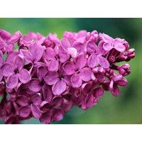 Orgován obyčajný - Syringa vulgaris 'Andenken an Ludwig Spath'  Co2,5L  20/30