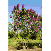 Orgován obyčajný - Syringa vulgaris 'Andenken an Ludwig Spath'  Co2,5L  20/30