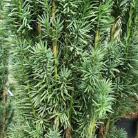 Tis obyčajný - Taxus baccata 'Fastigiata Robusta' 20/30 Co2,5L