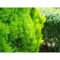 Tuja východná - Thuja orientalis 'Aurea Nana'  Veľkosť: 20-30 ,  K2,5