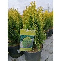 Tuja východná - Thuja orientalis 'Aurea Nana'  Veľkosť: 20-30 ,  K2,5