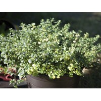Materína dúška citrónová - Thymus citriodorus P14