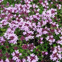 Dúška - Thymus vulgaris 'Compactus'  Co1.5L