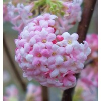 Kalina skorá - Viburnum bodnantense ´Dawn´ - 90/110cm