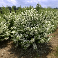 Kalina - Viburnum plicatum ´Popcorn´Co4L 30/40