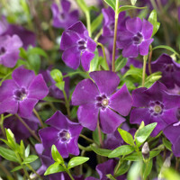 Zimozeleň menšia - Vinca minor  'Atropurpurea'  Co2L 25+