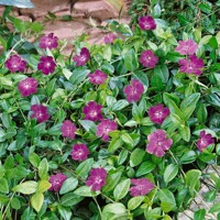 Zimozeleň menšia - Vinca minor  'Atropurpurea'  Co2L 25+