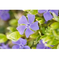 Zimozeleň menšia - Vinca minor 'Ralph Shugert'  Co1L 15/20